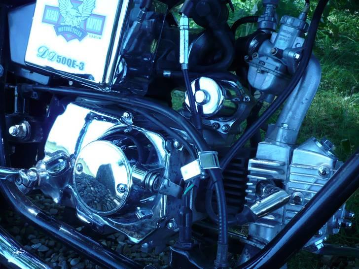 Regal Raptor  billede 14