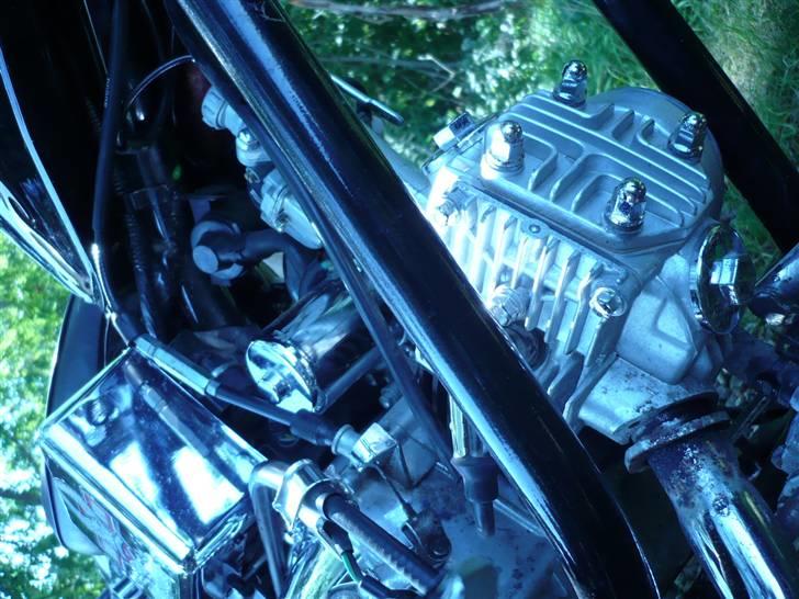 Regal Raptor  billede 15