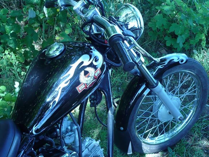 Regal Raptor  billede 17