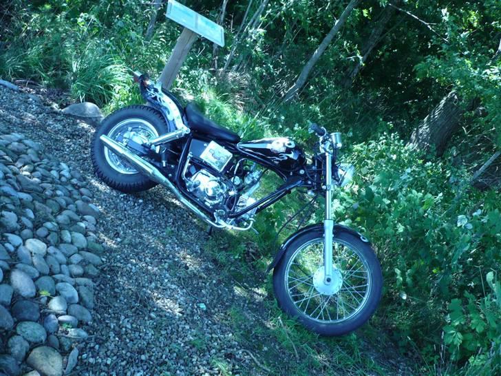 Regal Raptor  billede 18