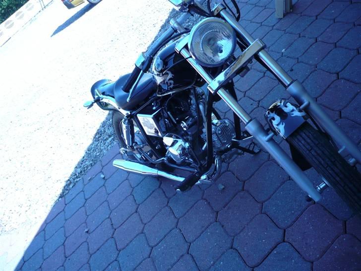 Regal Raptor  billede 19