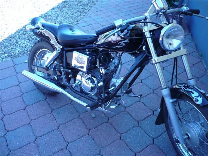 Regal Raptor  billede 20