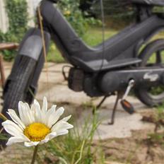 Piaggio Grillo - solgt