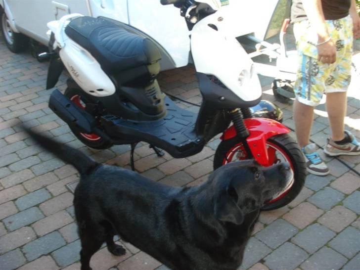 PGO PMX No Fear - Bacchus alias Fiske mund :P billede 12