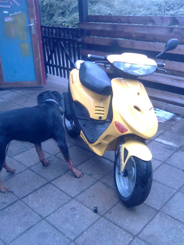 Adly baboon k (solgt) billede 2