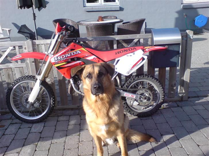 Honda CR85R LC (BYTTET)  - Min vagt hund: Rollo<3! billede 17