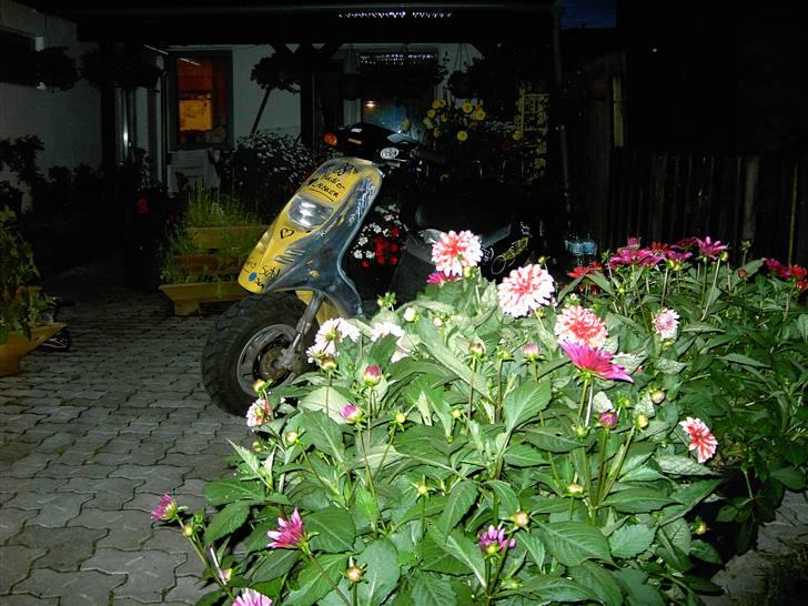 Piaggio            Typhoon spritteren - se hende li engang billede 3