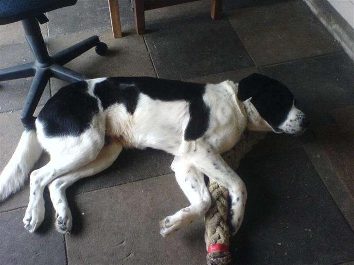 Yamaha jog fs solgt  - hunden sover med sit legetøj hehe den er så sød  billede 20