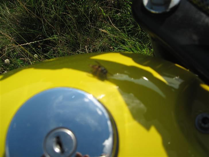 Suzuki Street Magic 'Vipsen' Tilsalg billede 9