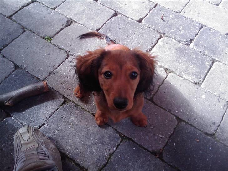 Puch Maxi 2 Gear AC ND BYTTET - Mega kamphund!:D billede 11