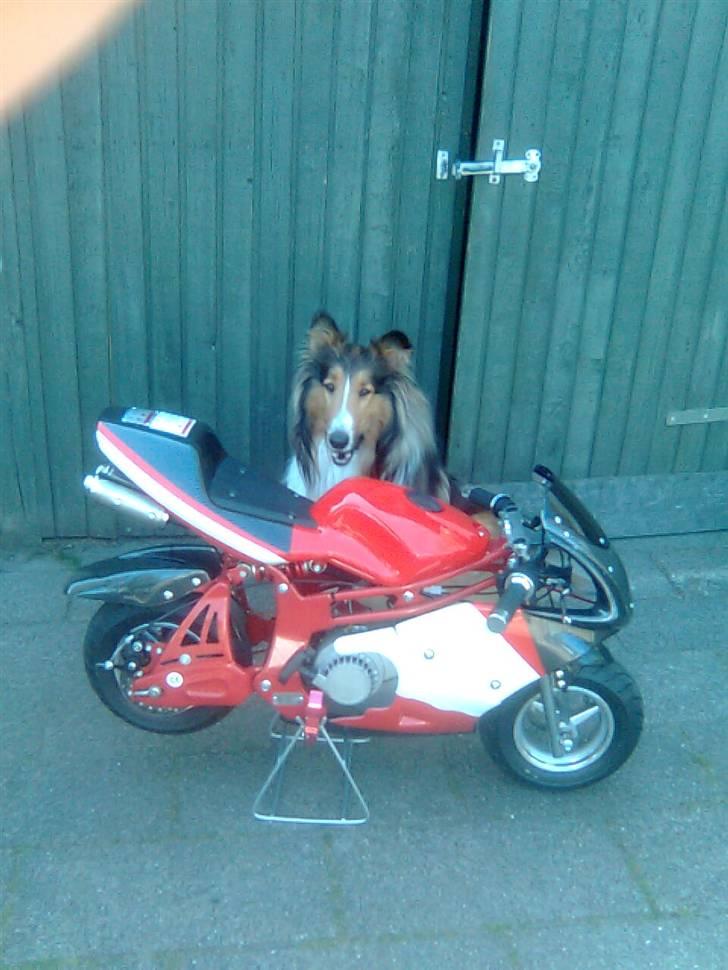 MiniBike PocketBike - min bike og min hund billede 5