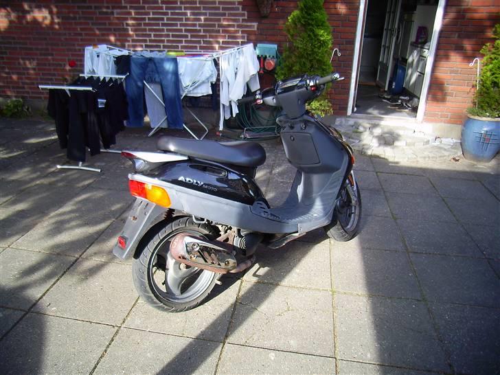 Adly Silverfox solgt billede 3