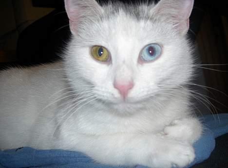 Yamaha FS1 4g DX SOLGT - Grim Kat billede 8