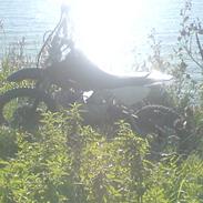 MiniBike 110 ccm ( Kina ) solgt