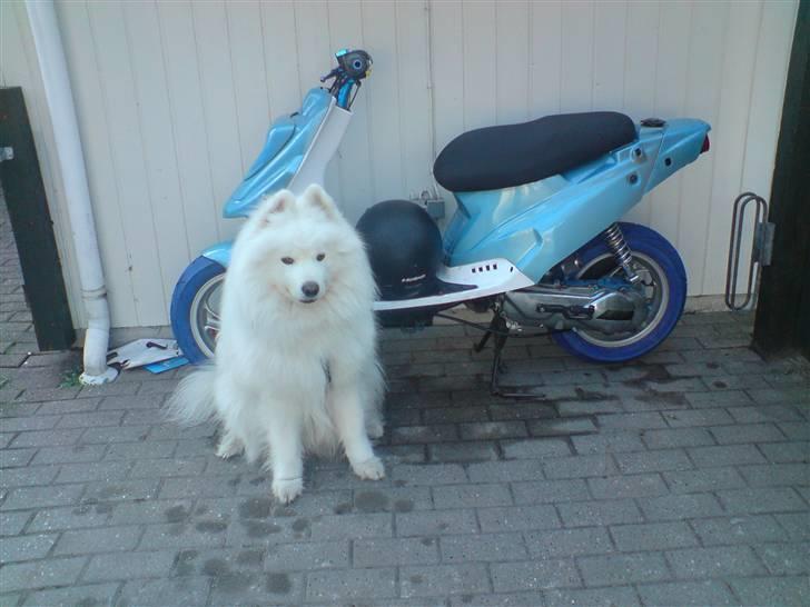 PGO Hot 50 (STJÅLET) billede 15