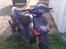 Aprilia Rally 