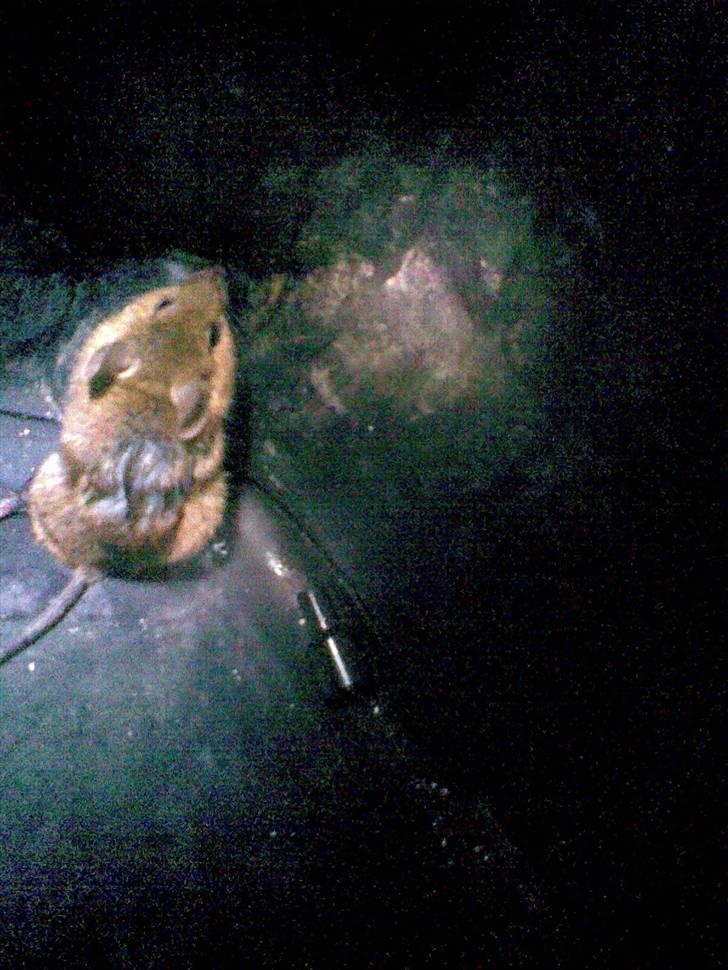 Aprilia Sonic.. My Love <3 byttet - Sonic´s maskot... :D billede 10