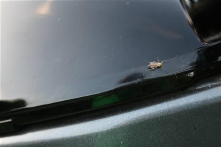 Suzuki Street Magic - Solgt billede 4