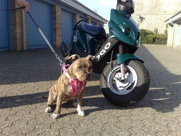 PGO Hot 50 Tornado. - Tiger Stribet Amerikansk staffordshire terrier  (min bette tøs) billede 2