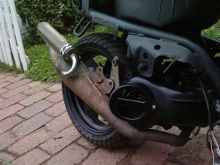 Adly Silverfox splittet!  billede 2