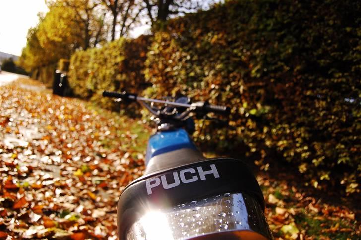 Puch Monza  - Go´ røv d; billede 10