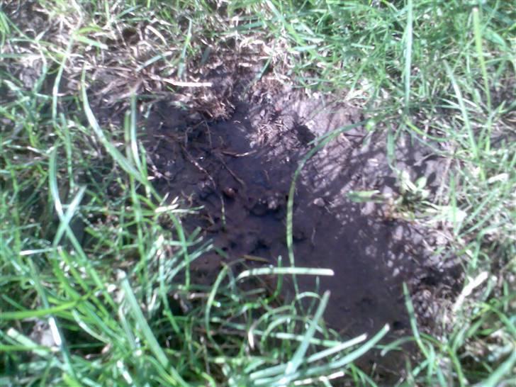 MiniBike dirtbike 125cc kinacross billede 19