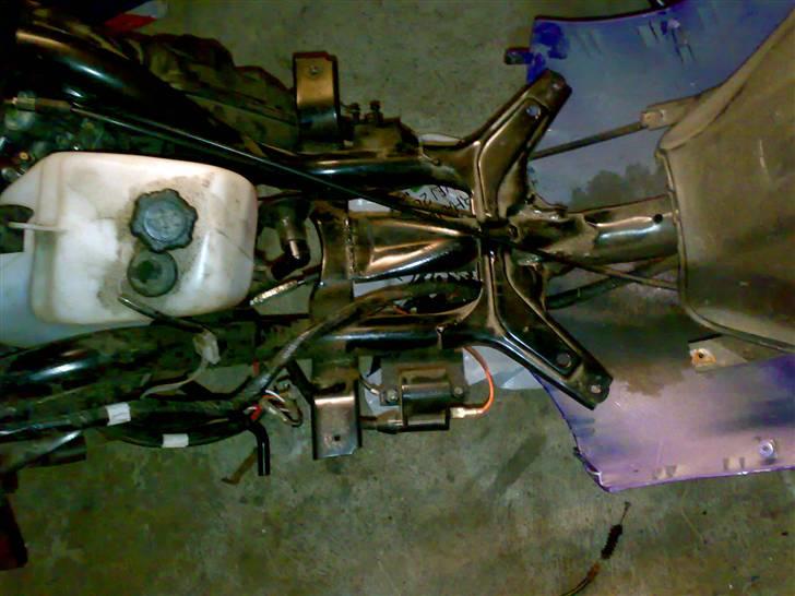 Adly gazzele billede 3