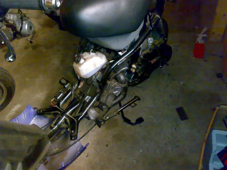 Adly gazzele billede 7