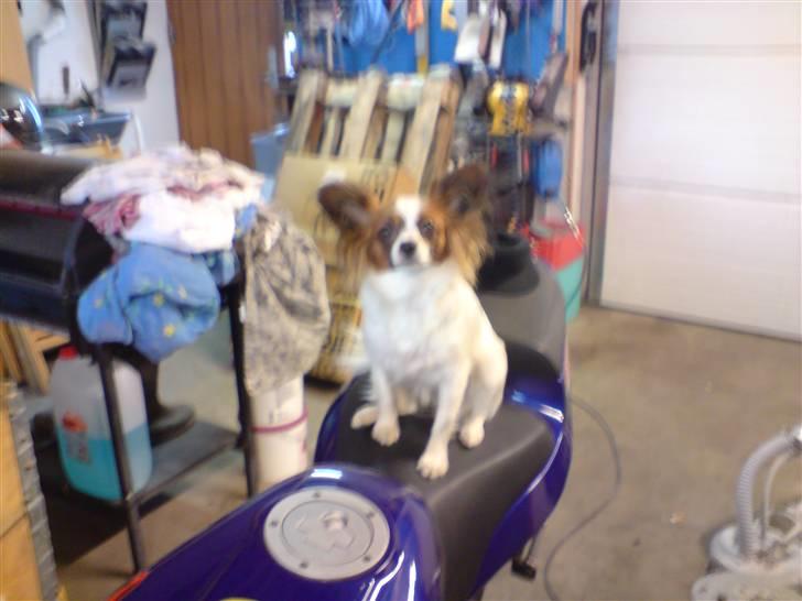 Yamaha aerox/nitro 30èr  solgt - min og min kærestes dejlige lille tæppe tisser billede 5