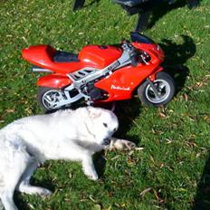MiniBike Honda 