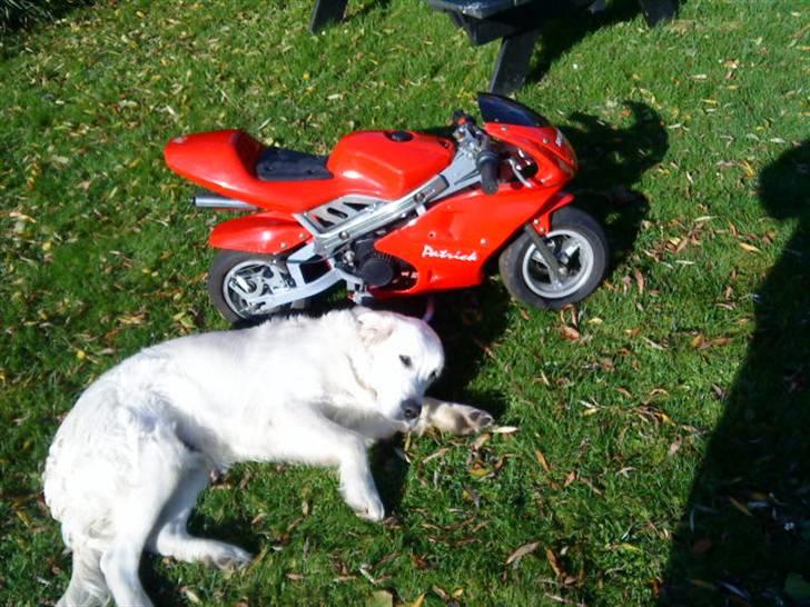 MiniBike Honda  billede 2