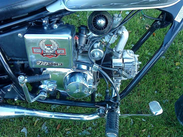 Regal Raptor Tilsalg billede 7