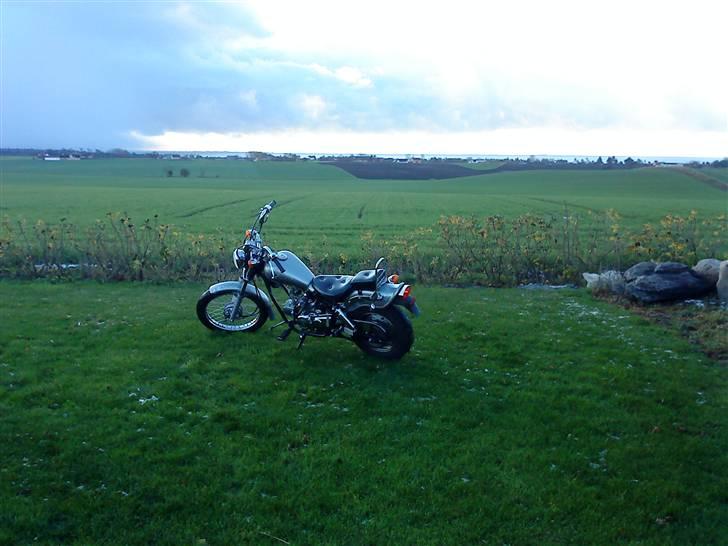 Regal Raptor Tilsalg billede 8