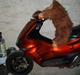 Gilera runner AC DD 