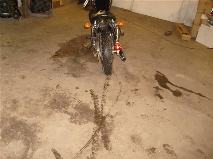 Regal Raptor solgt billede 4