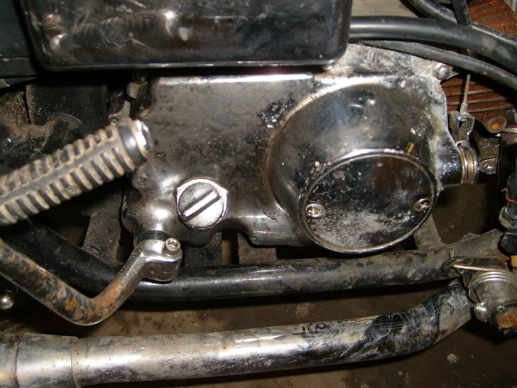 Regal Raptor solgt billede 7