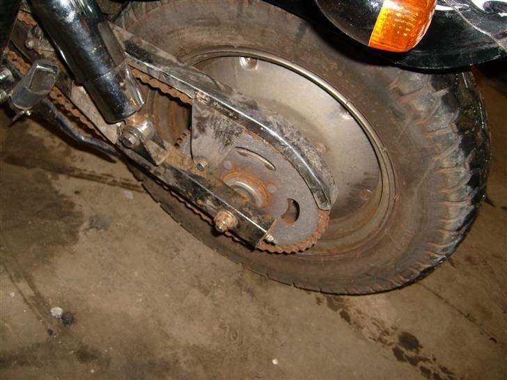 Regal Raptor solgt billede 11