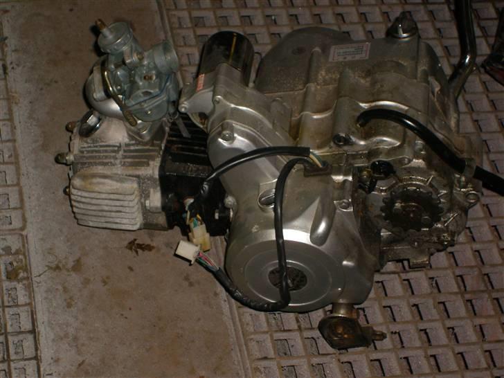 Regal Raptor solgt billede 16