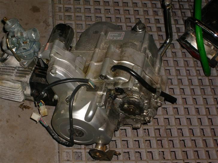 Regal Raptor solgt billede 17