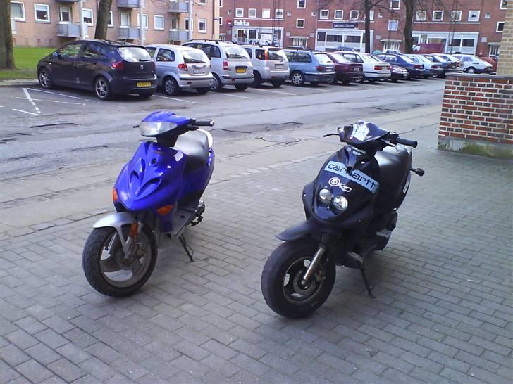 Adly silwerfox  [solgt] billede 5