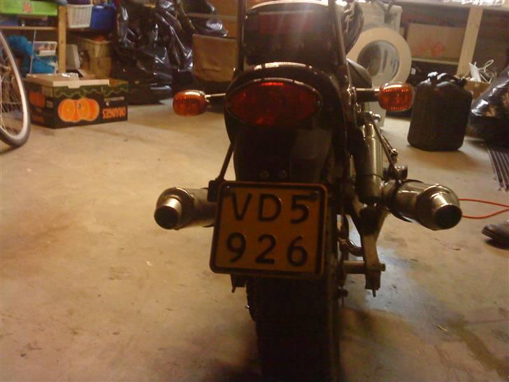 Regal raptor billede 2