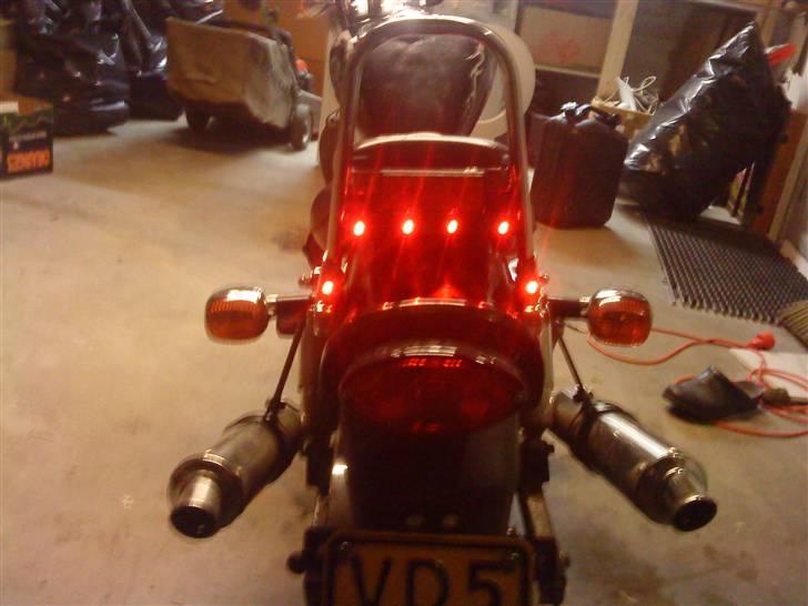 Regal raptor billede 3