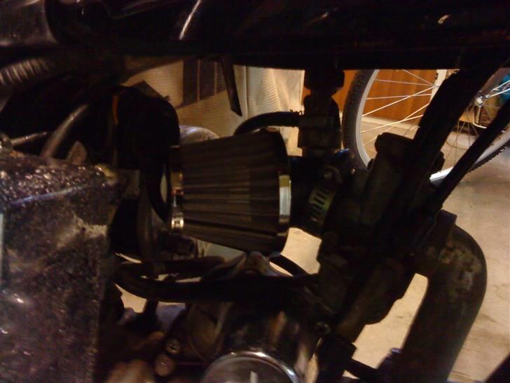 Regal raptor billede 9