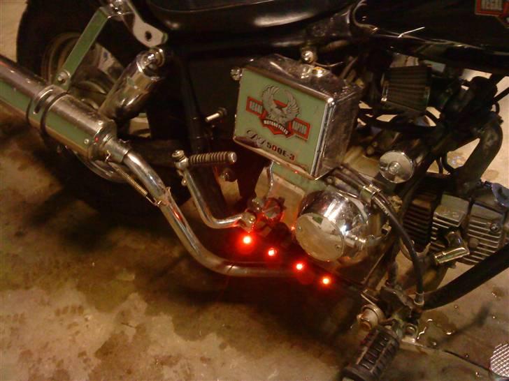 Regal raptor billede 11