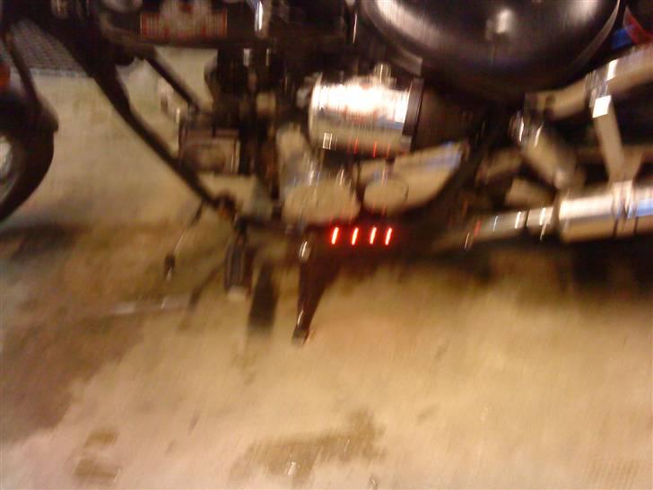 Regal raptor billede 12