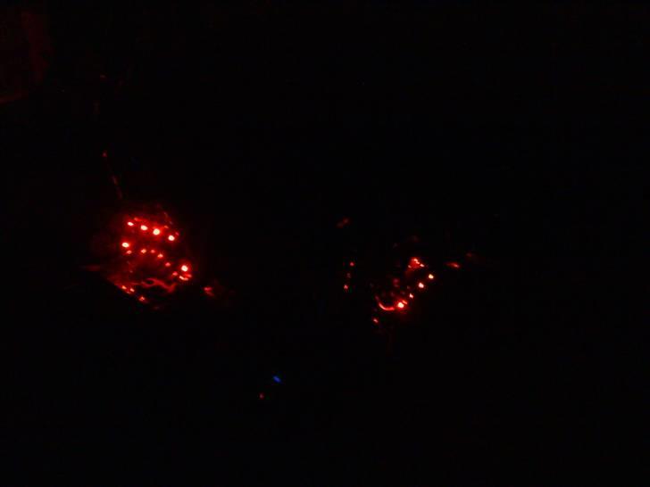 Regal raptor billede 14