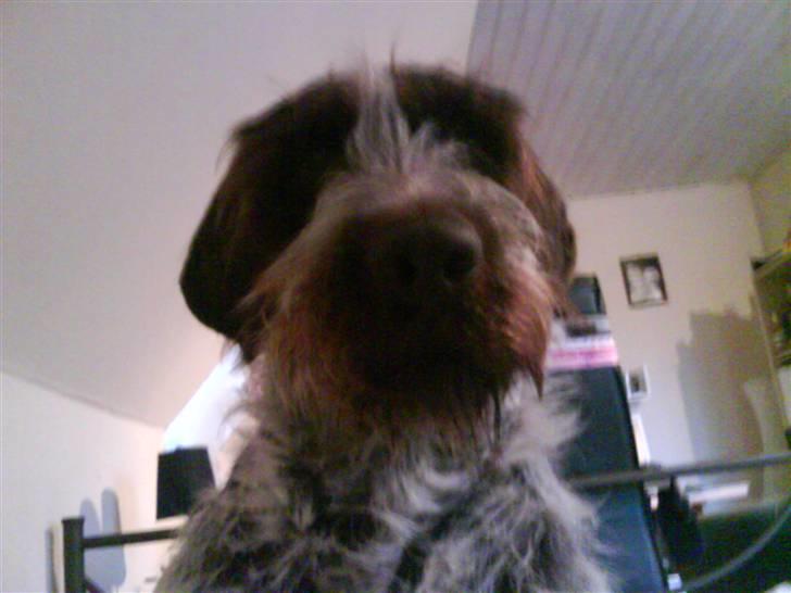 Aprilia Rally/aerox (LC) Projekt billede 16