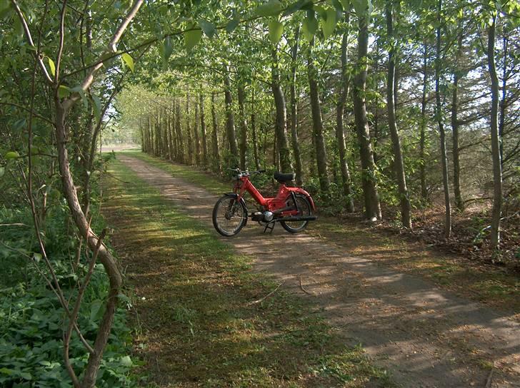 Puch maxi 2 gear - inden jeg fik gjort den lidt mere standard billede 11
