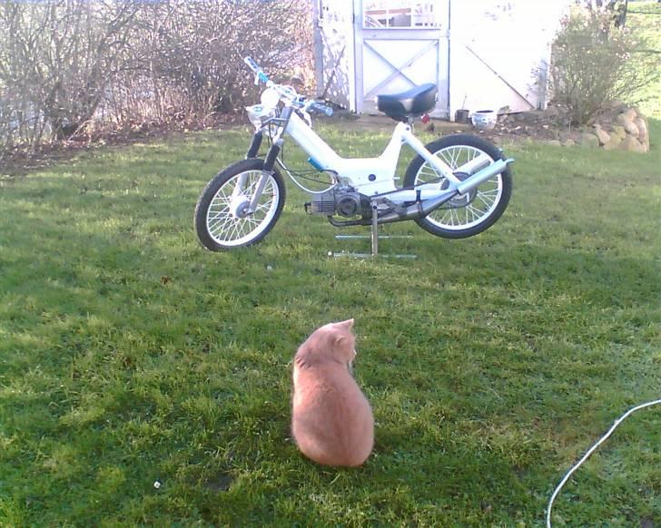 Puch maxi k 70ccm byttet billede 14