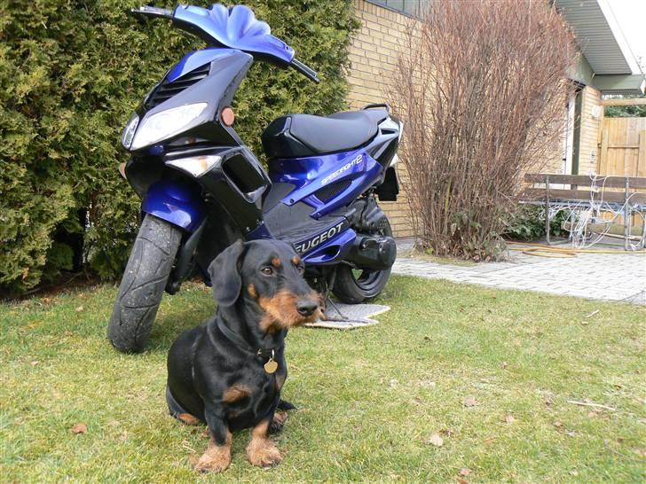 Peugeot Speedfight 2 billede 4